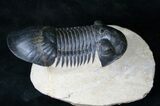 Huge Paralejurus Trilobite - Great Specimen #14677-6